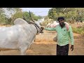 telangana induvasi koninti narashimulu kilara 2024 girkabandi compilations bulls videos