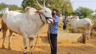 Telangana induvasi koninti Narashimulu kilara 2024 // girkabandi compilations bulls videos