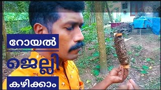 Theneechakrishi. തേനീച്ച കൂട്ടിലെ  റോയൽ ജെല്ലി കഴിക്കാം  royaljelly Beefaming. part. 35