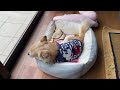 【ちょいワル犬ルーク】裏切られた犬【やんちゃなチワワ】予防接種！