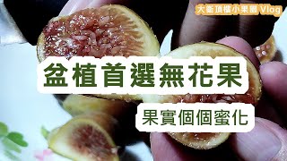 果實個個蜜化的無花果 | 台灣北部 無花果首選品種 改良西萊斯特|豐產早熟的無花果|盆植無花果| LSU Improved Celeste Fig Trees In Northern Taiwan