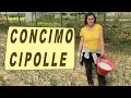 COME CONCIMARE LE CIPOLLE