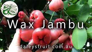 Wax Jambu  is a beautiful ornamental tree with delicious, crisp, refreshing fruit.