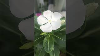 # Shorts # Vinca plant # Beauty 😍 white flowers # Home garden