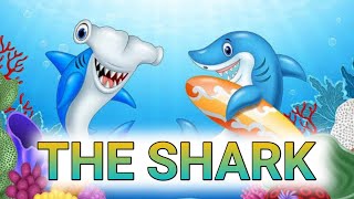 THE SHARK - kinds of sharks in english for kids