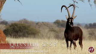 Thaba Tholo Game Farm - Zambian Sable Breeding Bull 52 5/8\