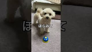 自分は人間だとおもってるチワプー犬