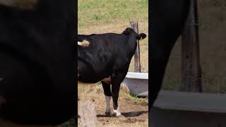 Cow dairy farm dairy farming cow farm