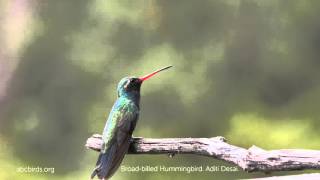 Broad-billed Hummingbird