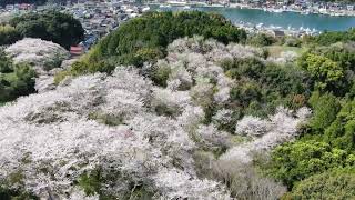 ドローン空撮・高尾山公園の桜が見頃（2022年4月1日）