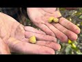 growing pistachio trees tips and insights from my food forest experiment