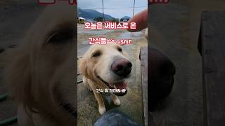 감당 되것나ㅎㅎㅎ #남해 #리트리버 #먹방 #asmr #dog