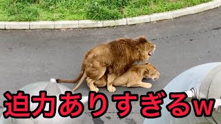 【総集編】ライオンの交尾、迫力ありすぎwwwwwwww【多摩動物公園】【lion】【zoo】