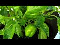 வீட்டிலேயே குட மிளகாய் செடி வளர்க்கும் முறை how to grow capsicum bell pepper plant in home 🌱🌱