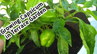 வீட்டிலேயே குட மிளகாய் செடி வளர்க்கும் முறை || How to grow Capsicum (Bell Pepper)plant in home 🌱🌱