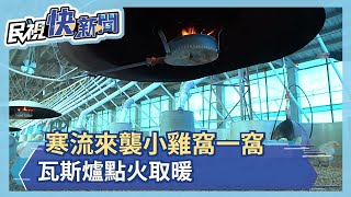 小雞也怕冷擠一窩 雞場開暖氣取暖－民視新聞