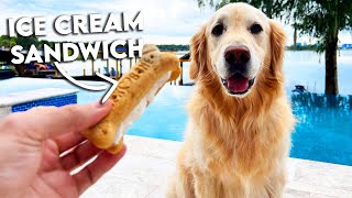 FIVE EASY SUMMER DOG TREATS YOU NEVER THOUGHT OF!