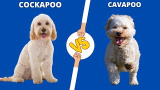 THE COCKAPOO - BETTER THAN THE CAVAPOO? THE FAMILY DOG