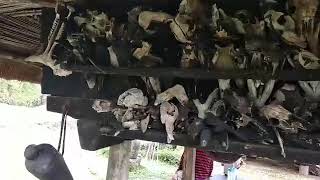 Japanese soldier skulls displayed at Ifugao headhunter's hut