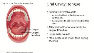 Ch26 Pt2, Digestive System, Oral Cavity