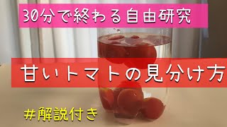 【自由研究】30分で終わる！甘いトマトの見分け方【解説付き】