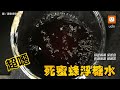 噁！前員工爆冬瓜行老店糖水漂蜂屍 衛生局稽查