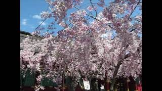 20210415鹽竈神社 鹽竈桜の頃の風