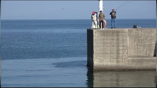 和歌山 大川漁港(Wakayama)釣りFishing天国Japan