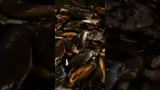 COZZE PEPATE RECIPE #asmrsounds #asmrfood #yummy #shorts