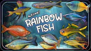 Small Rainbow Fish: Colorful Species for your Freshwater Aquarium Tank!