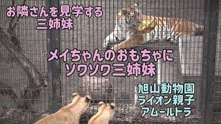 旭山動物園　お隣さんを見学する三姉妹　メイちゃんのおもちゃにソワソワ三姉妹　ライオン親子アムールトラ　オリト＆イオちゃんファミリー　Orito \u0026 Io family　Lion family