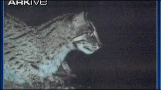 ARKive video Fishing Cat