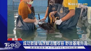 重返大海! 擱淺「亮鯨鯨」恢復良好 回家了 ｜TVBS新聞