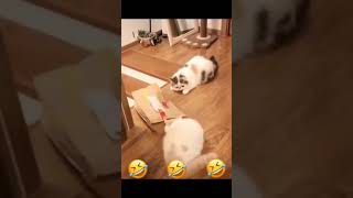 Funniest Animals   Best Of The 2021 Funny Animal Videos #109