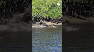 Two alligators tussle in South Florida mangroves