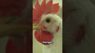 Wild Jungle to Farm Life: The Story of Chickens \u0026 Roosters in 60 seconds 🐔