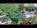 Menyulap Halaman Rumah Yang Gersang Menjadi Kebun Sayur Organik Yang Bermanfaat