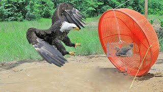 Trapping 20kg Big Bird Eagle with unbelievable trap but work 1000000%  for survival