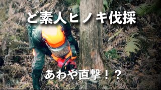 ど素人ヒノキ伐採（2017年12月）あわや直撃！？