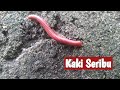 Hewan Kaki Seribu Di Alam || Millipede || Luwing