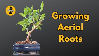 How to Grow Aerial Roots on an Indoor Bonsai - The Plastic Bag Method