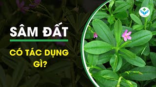 What is the effect of ground ginseng?┃Agridoctor.vn┃Agricultural doctor