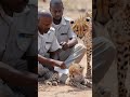 a mother cheetah went looking for an animal caretaker to rescue a baby cheetah