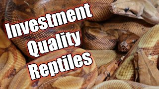 What to Consider When Purchasing Investment Quality Reptiles - What Should I Buy?