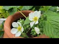 Pineberries (White Strawberries that taste like pineapple) 'White Dream' are flowering!!