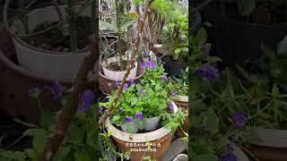 【HD動画】2024年10月31日  秋の花が咲いています。 #flowers #garden #癒し#自然 #naturelovers #薔薇は美しく散る #ばらの花 #rosegarden