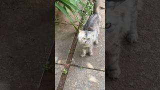 നിന്നെ  മൊതലാളി  വിളിക്കുന്നു #shortsvideo#cat#kittycomedy #catvideos#funny#kittymusic #funnyanimal