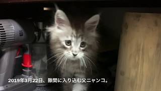 Maine coon メインクーン 父娘の成長比較(生後４ヶ月まで)