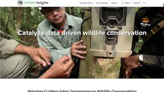 What is Wildlife Insights