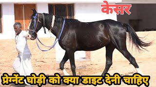 पुरानी लाइन की केसर घोड़ी! bhanwargarh stud farm